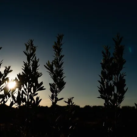 Il Pergolato Sul Mare