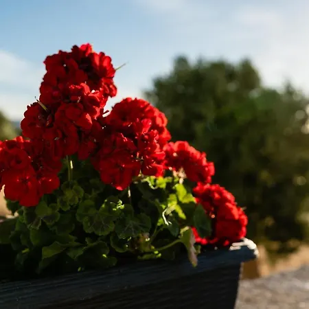 Casa vacanze Il Pergolato Sul Mare *