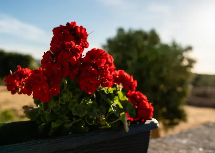 Hébergement de vacances Il Pergolato Sul Mare *
